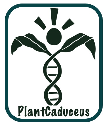 Exploring PlantCaduceus - Google Colab Updated (August 2025)